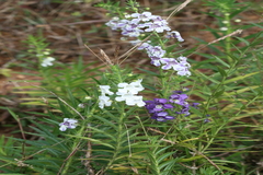 Angelonia salicariifolia